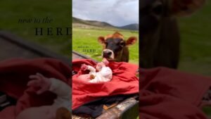 baby with cows 🎥 driftincowgirl