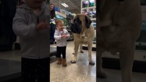 Baby and Pooh 💞 🎥 poohbearthemastiff