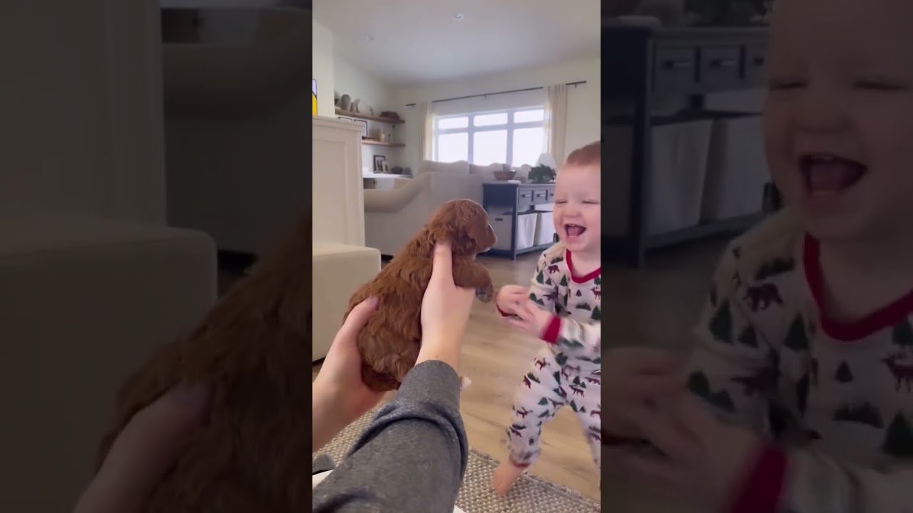 So cute 🥰 🎥 pleasanthomepups