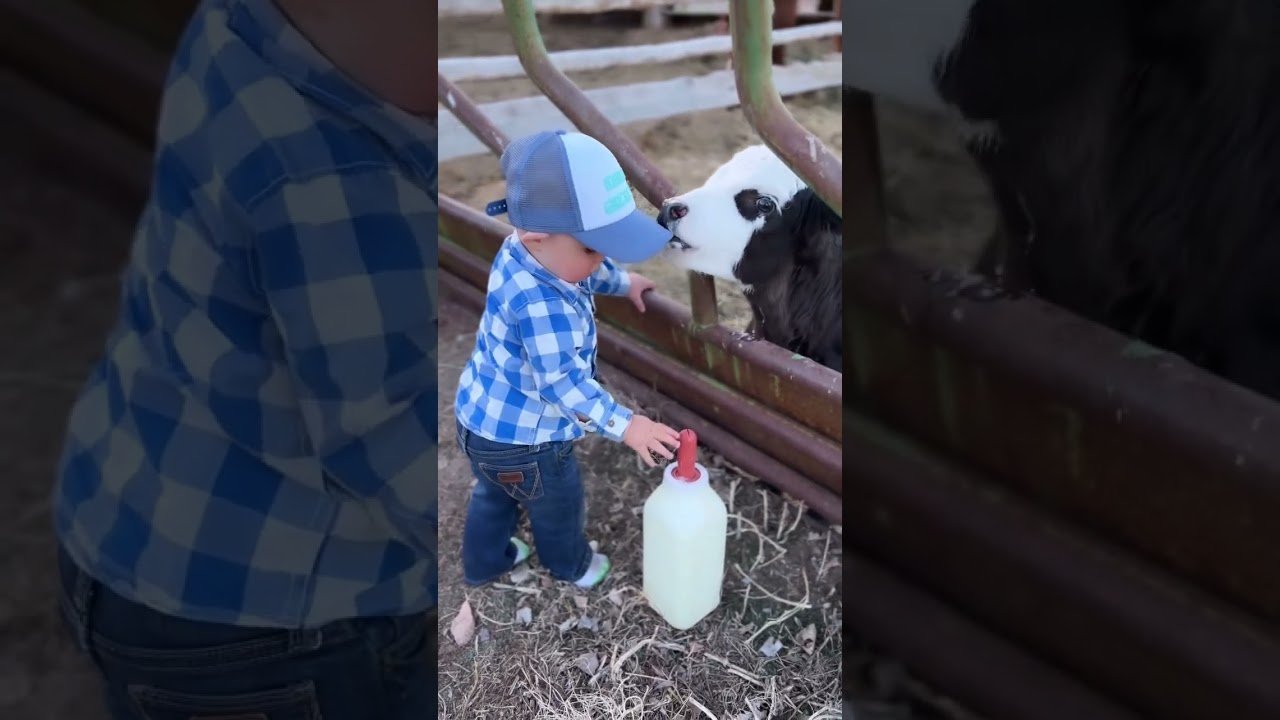 Baby boy and baby cald ❤️ 🎥 driftincowgirl 1 Baby boy and baby cald ❤️ 🎥 driftincowgirl