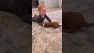 Cute 🥰 🎥 pleasanthomepups