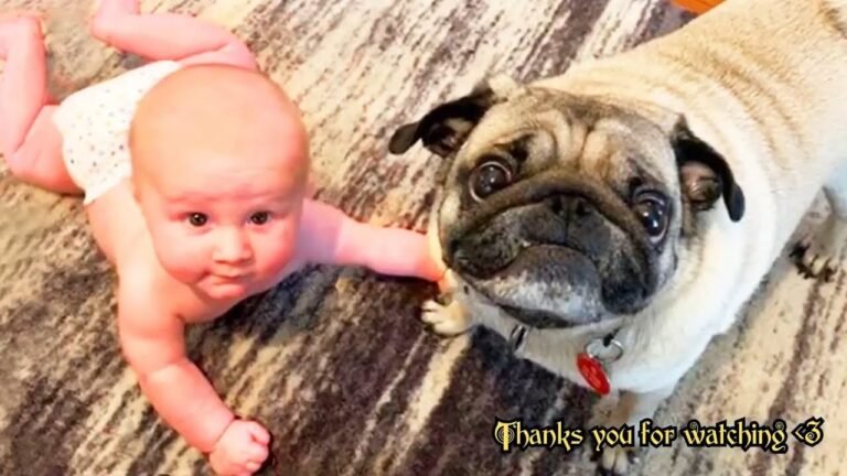 Adorable Baby Laughs And Plays With Dogs - Cute Moments Dog and Human